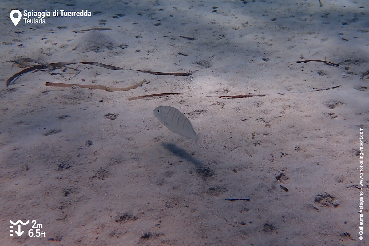 Sand steenbras in Tuerredda