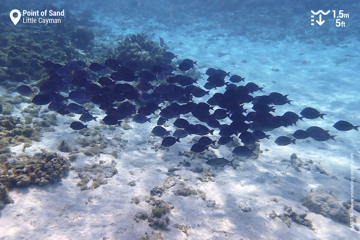 A school of Atlantic blue tang in Point of Sand