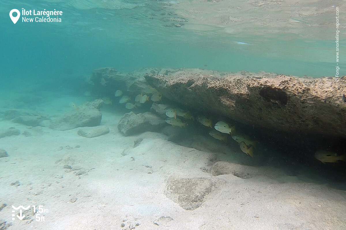 School of snappers in Laregnere Island