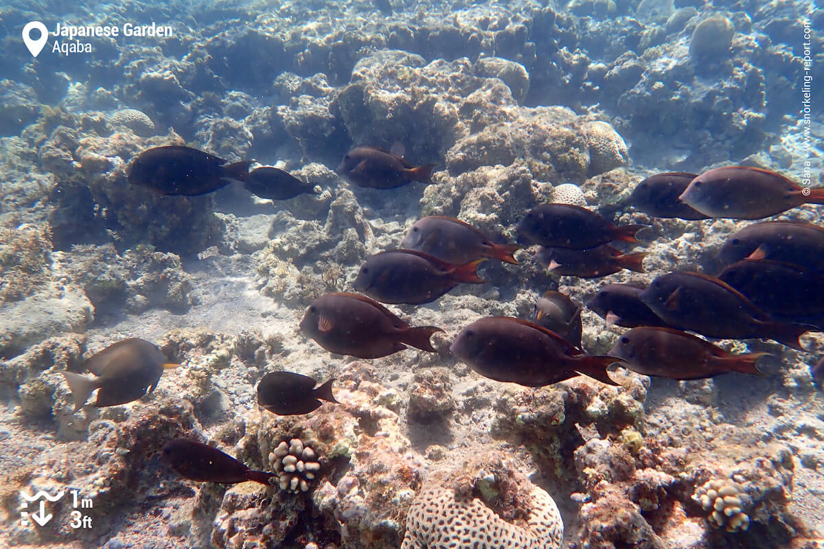 School of surgeonfish