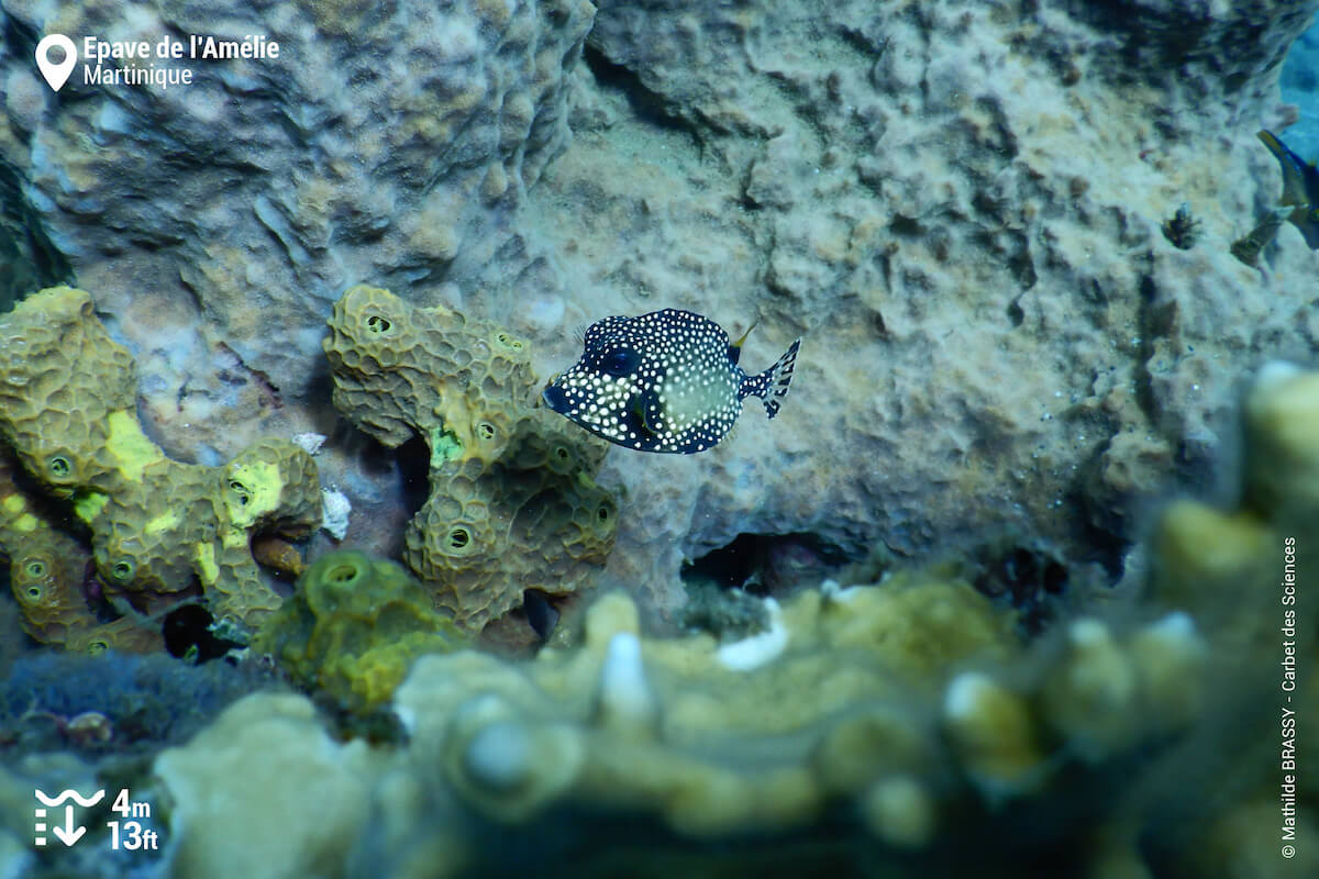 Smooth trunkfish at Amelie Wreck