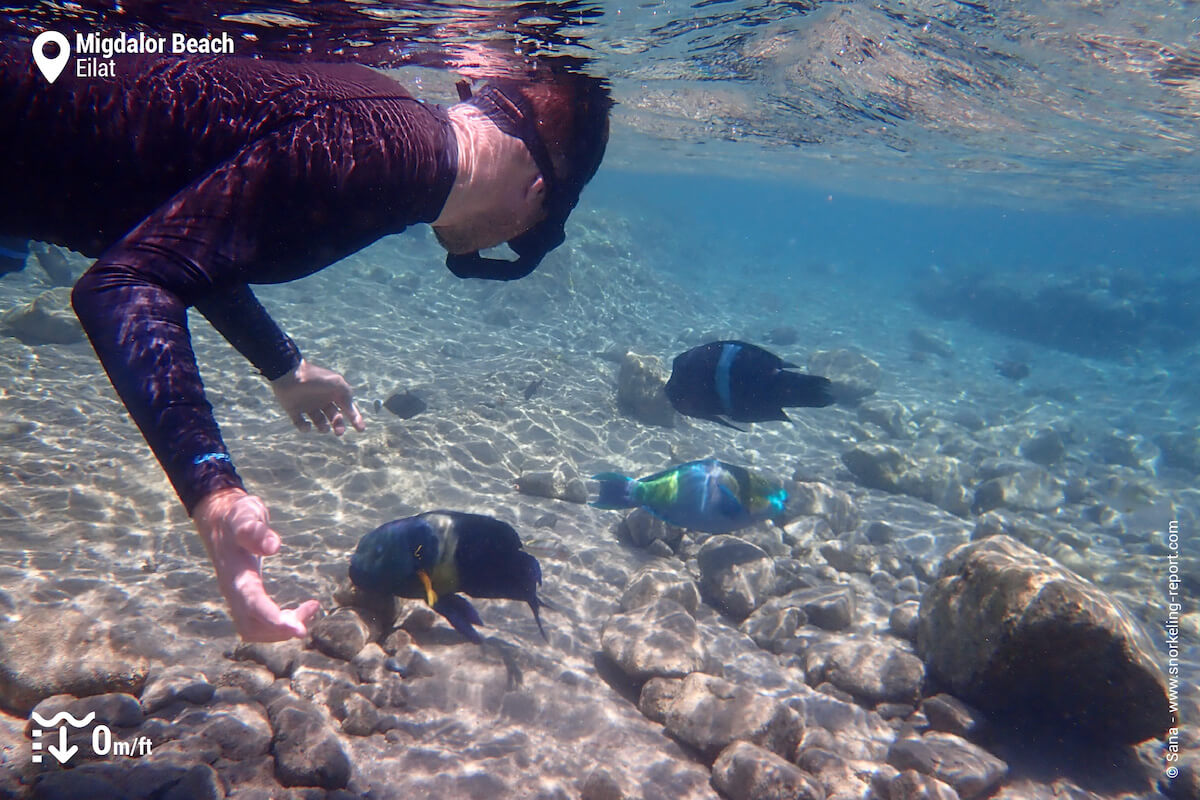 Snorkeler with wrasse and parrotfish in Migdalor shallows.