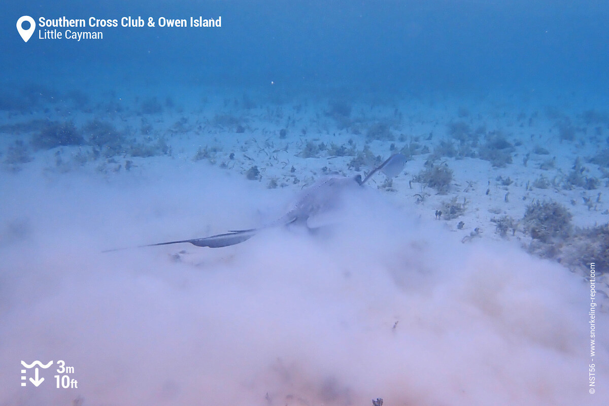 Cloud of sand raised by a feeding Southern Stingray off Owen Island.