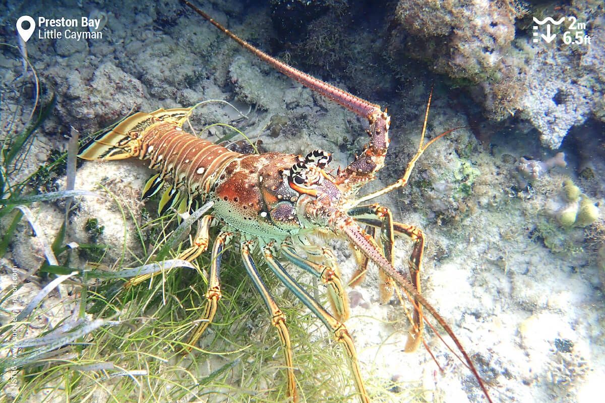 Spiny Lobsters are particularly common here, under the coral outcrop overhangs