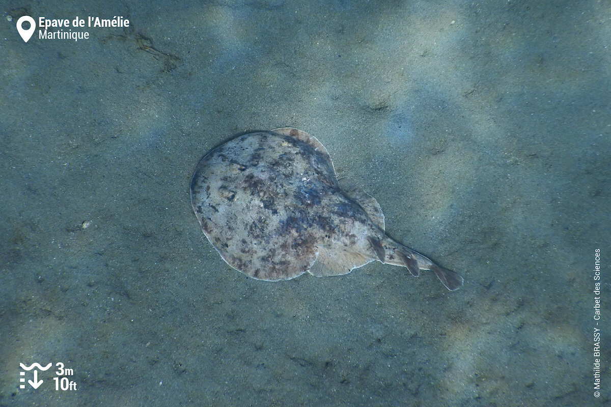 Torpedo ray at Anse Turin