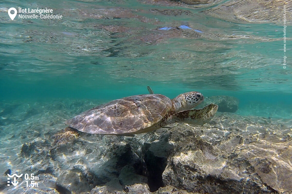 Tortue verte à l'Îlot Larégnère