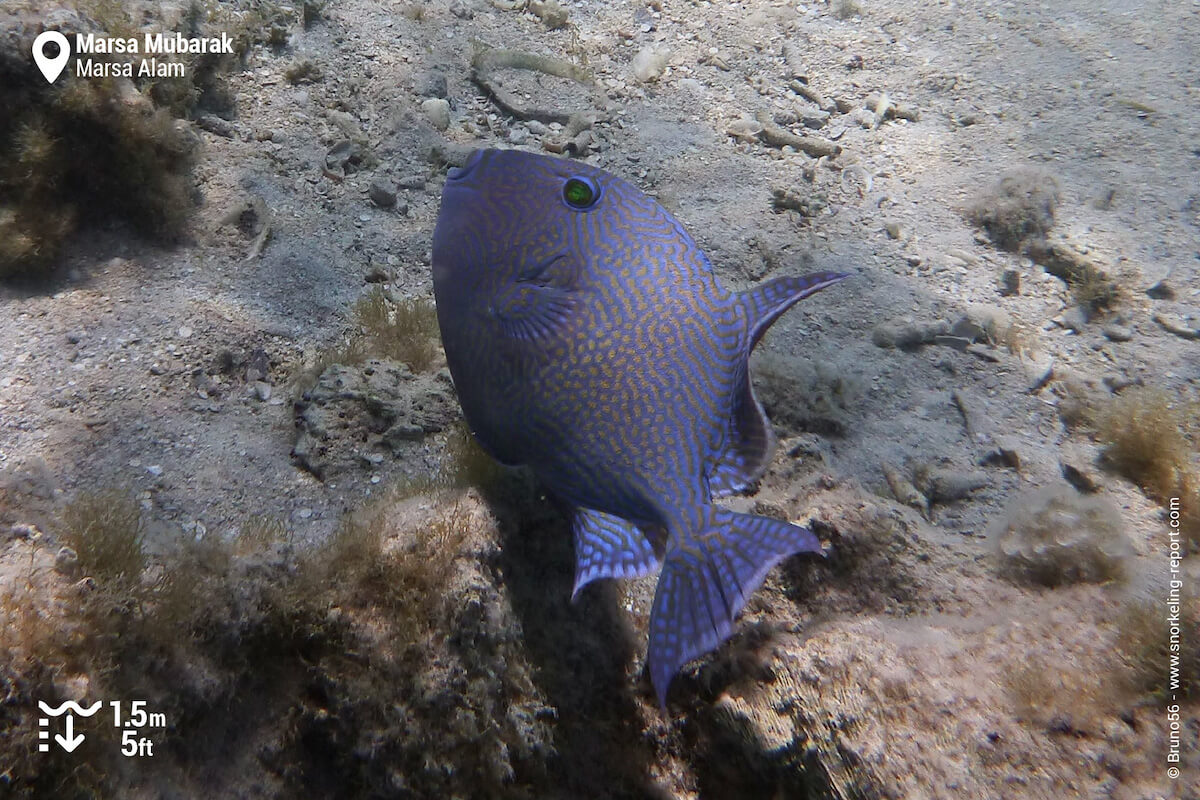 Orangespotted triggerfish in Marsa Mubarak