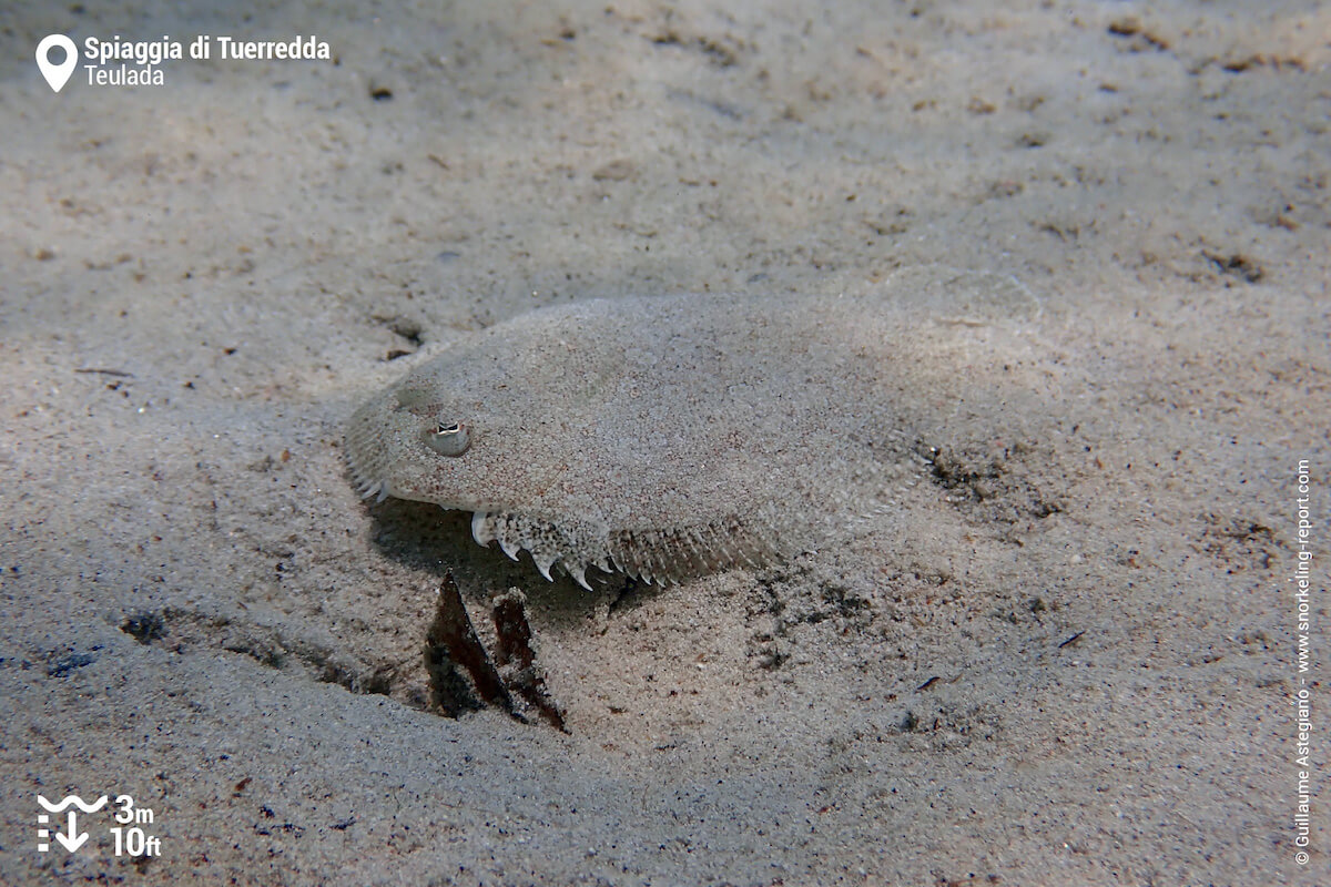 Wide-eyed flounder at Tuerredda