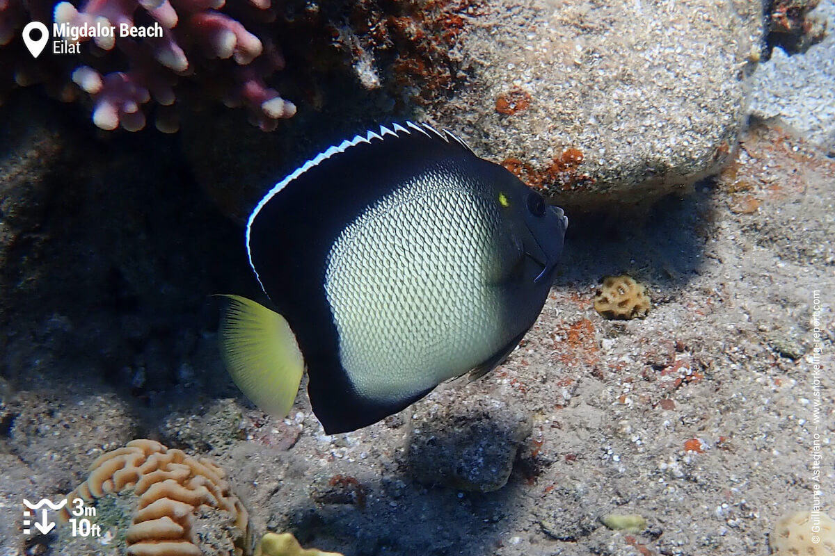 Yellow-ear angelfish in Eilat