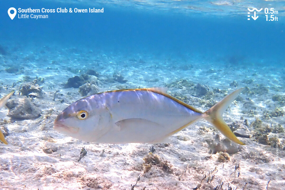 Yellow jack at Owen Island