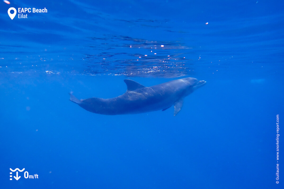 Bottlenose dolphin in Eilat