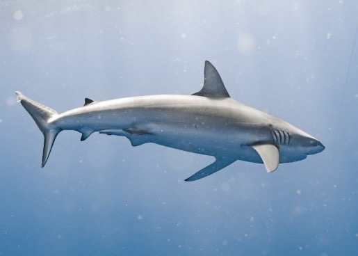 Carcharhinus galapagensis