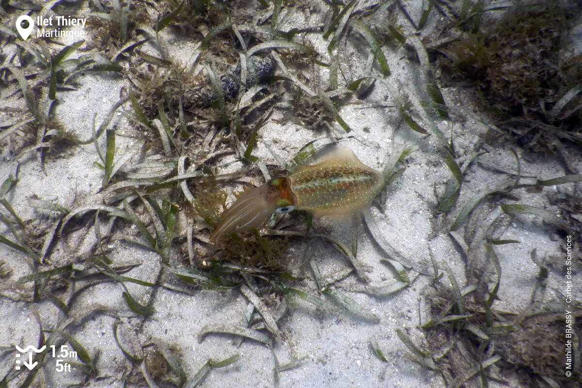 Caribbean reef squid Ilet Thiery