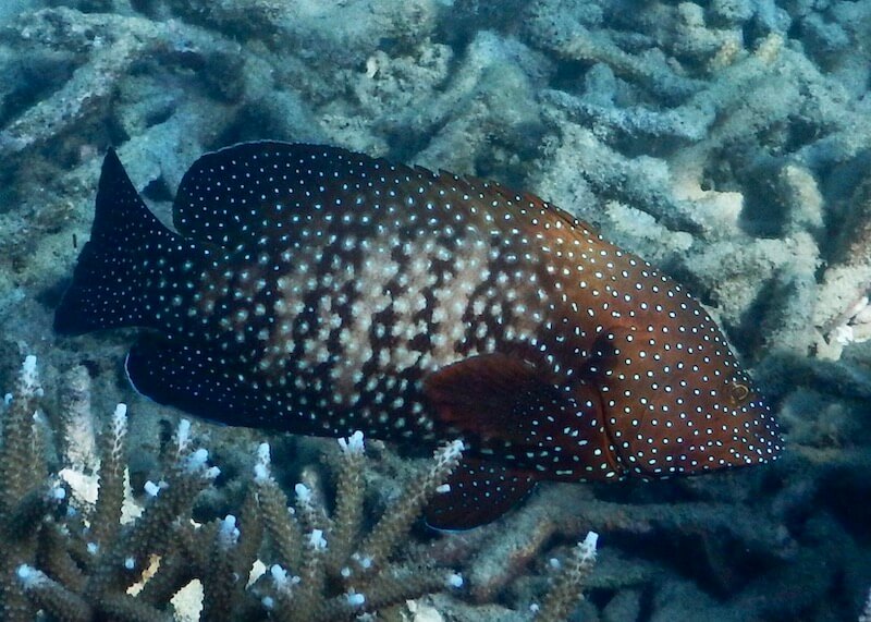 Cephalopholis cyanostigma