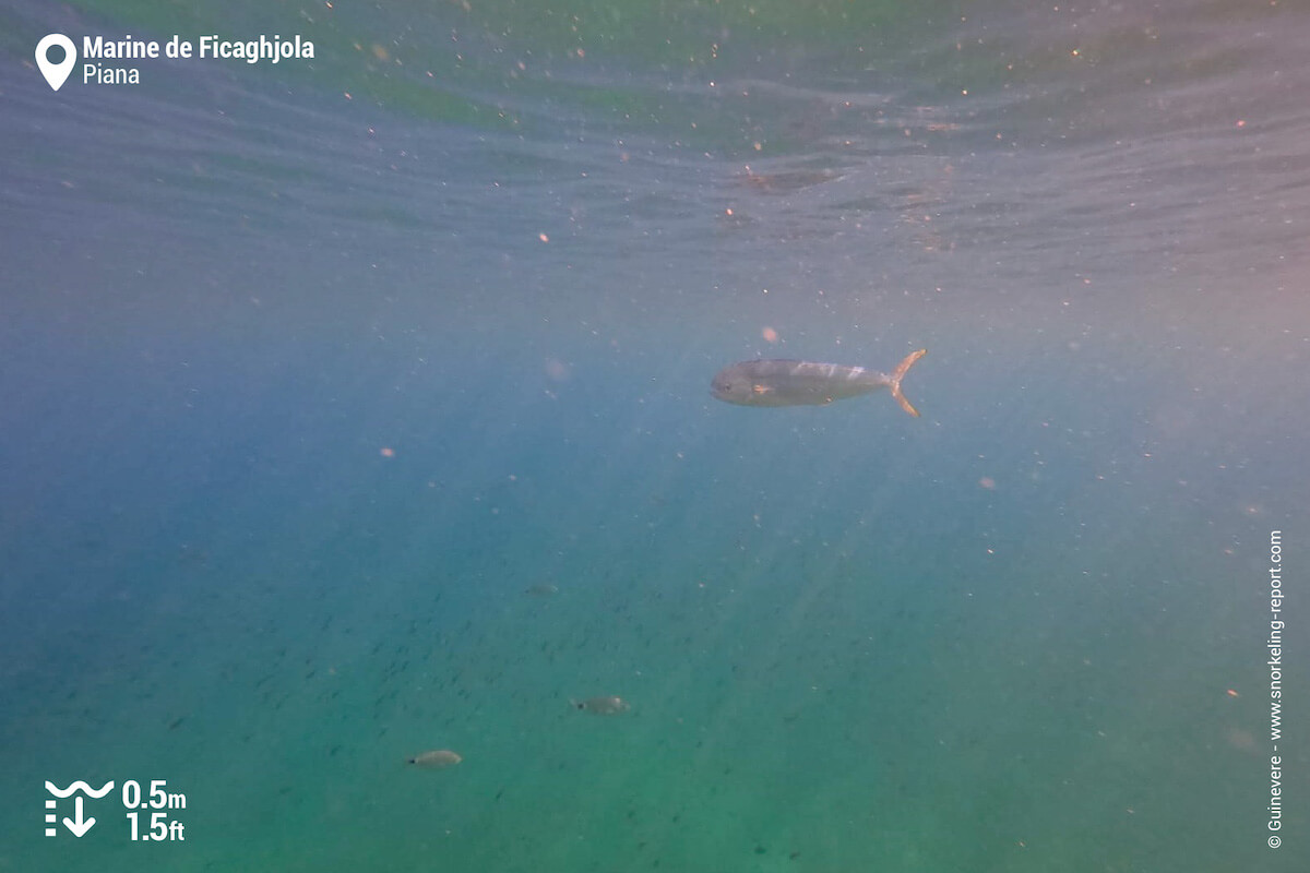 Common dolphinfish in Corsica