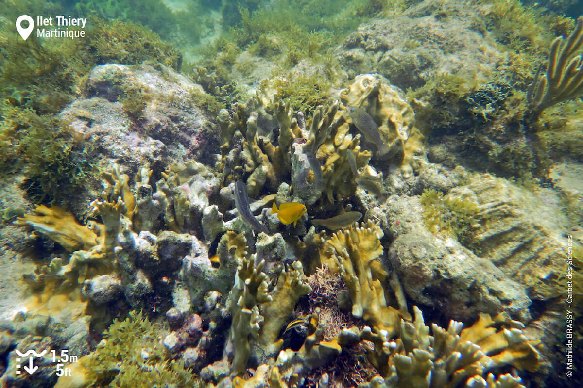 Coral and small fish at Ilet Thiery