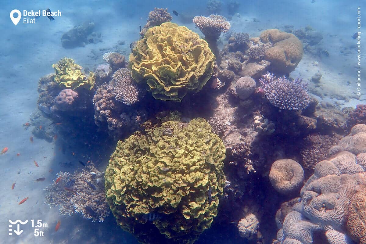 Coral reef at Dekel Beach