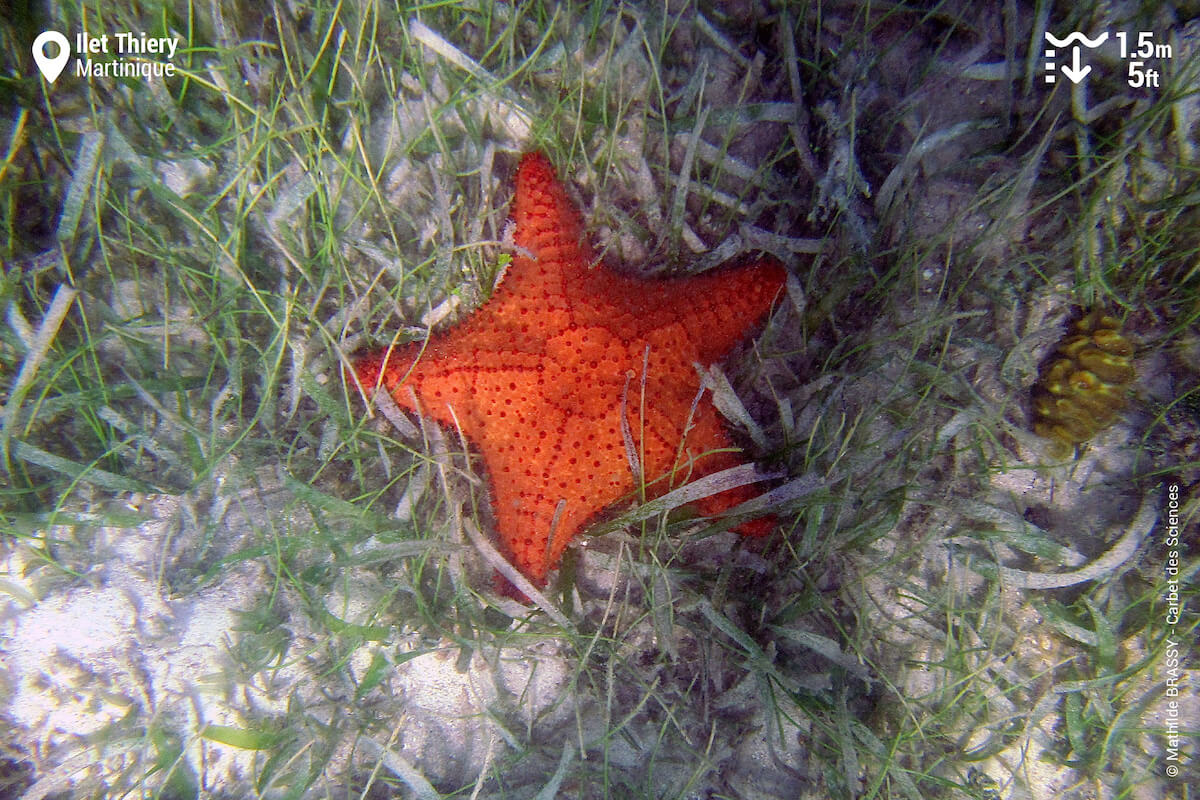 Cushion sea star in seagrass