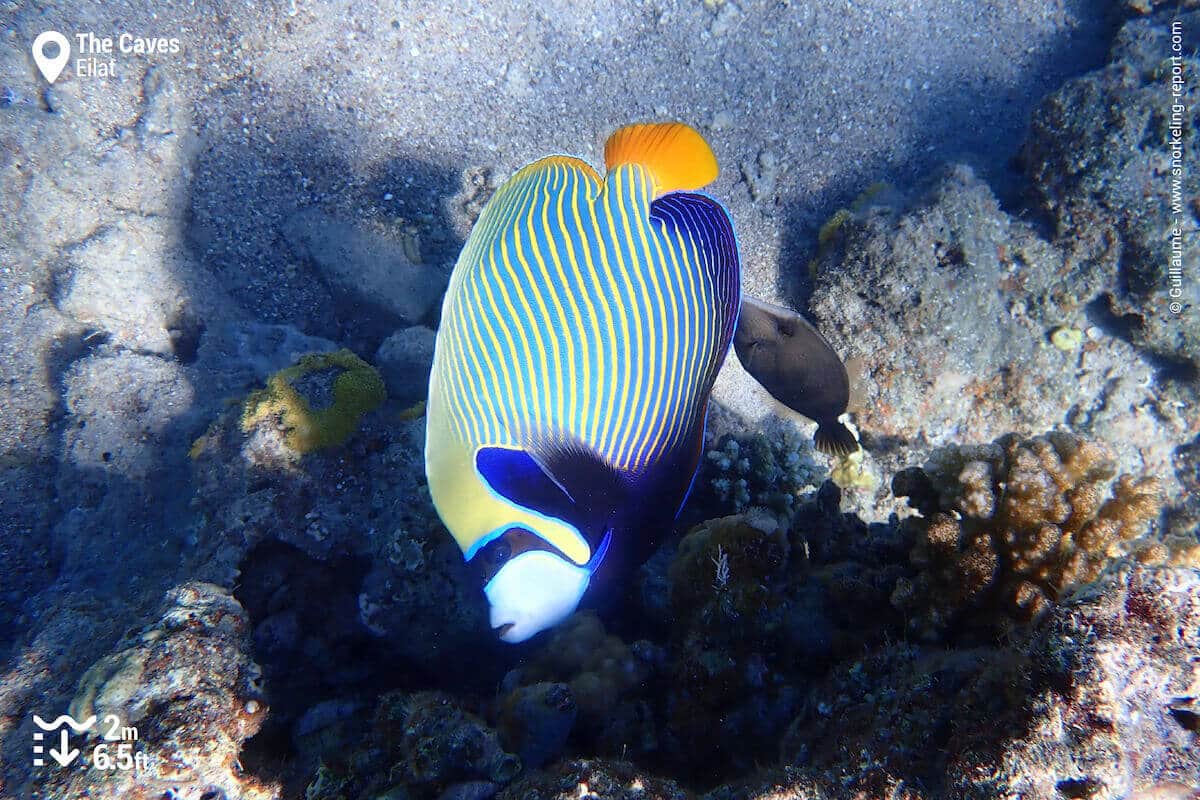 Emperor angelfish at The Caves, Eilat