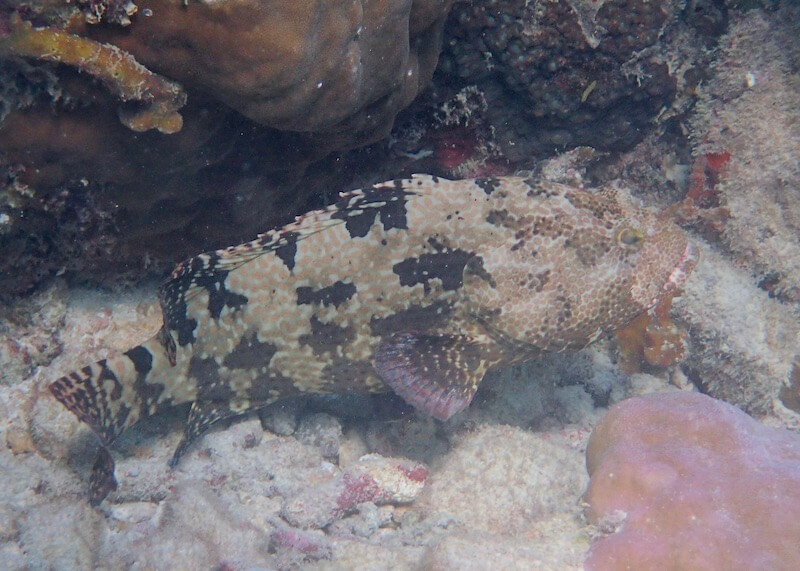 Epinephelus fuscoguttatus