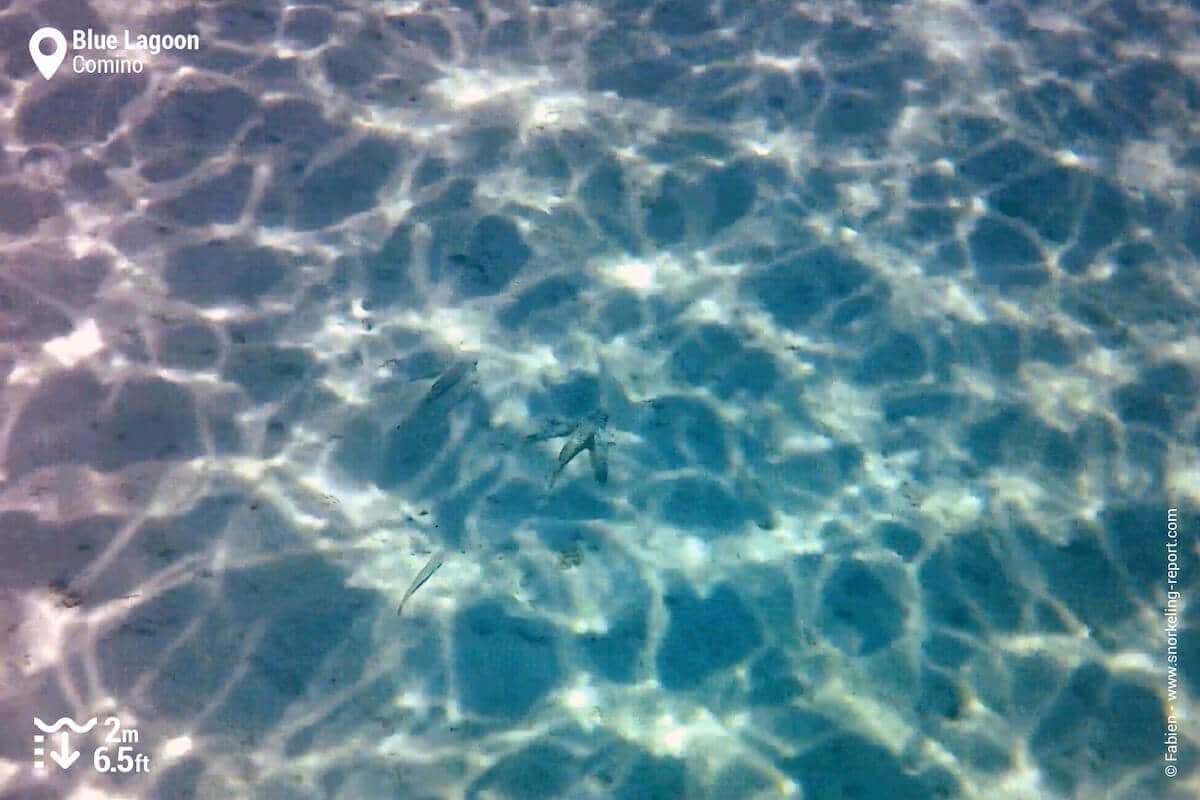 Flying gurnard at the Blue Lagoon, Comino