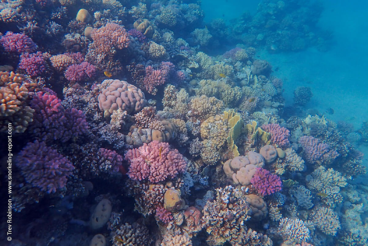 Coral reef in Makadi Bay, Hurghada