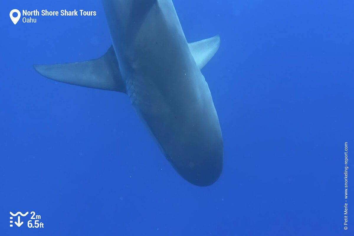 Galapagos shark in Oahu