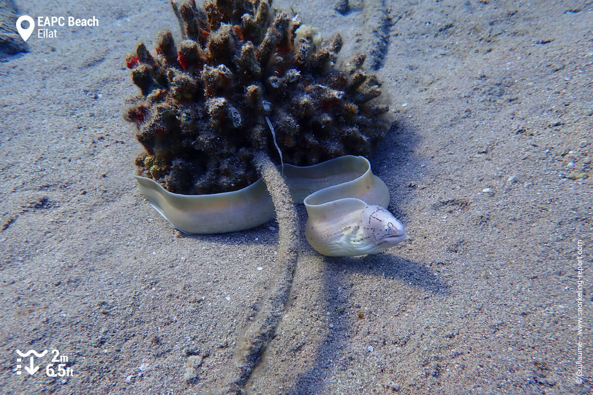 Geometric moray in Eilat