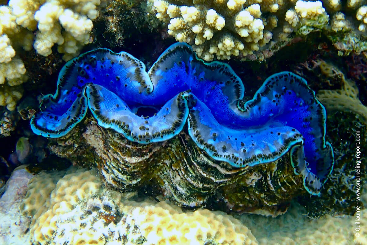 Giant clam in Egypt