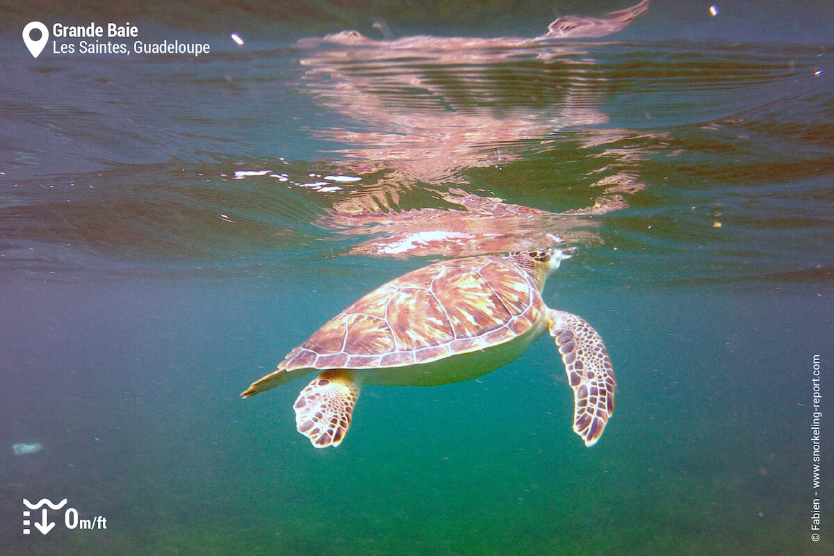 Green sea turtle in Grande Baie