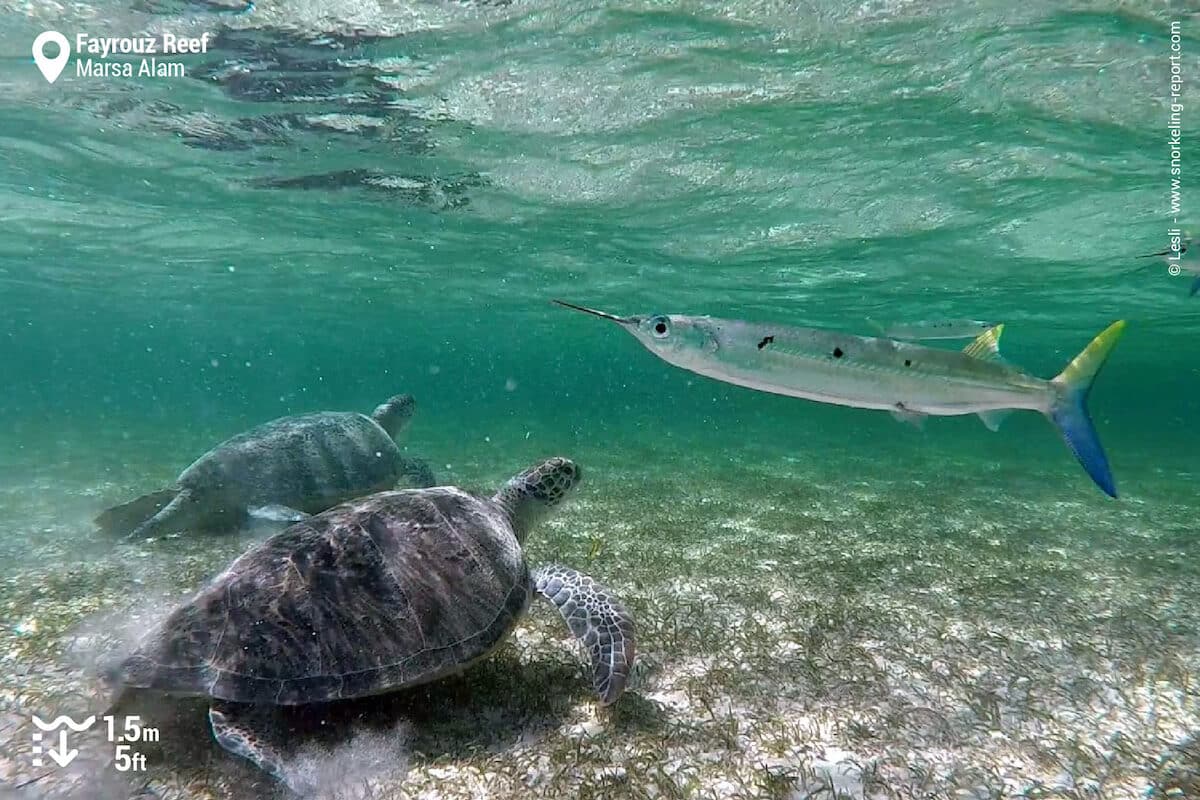 Green sea turtles at Fayrouz Reef