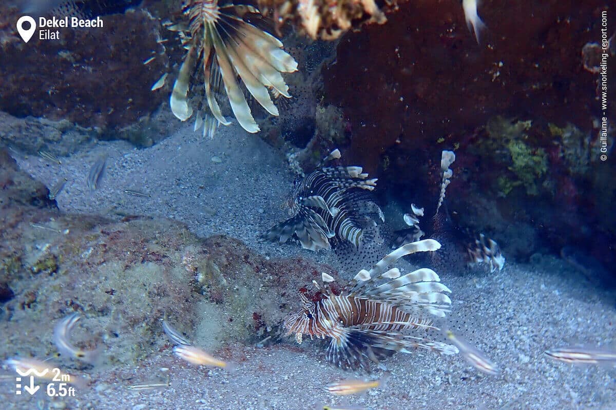 Group of lionfish under a coral outcrop in Dekel Beach.
