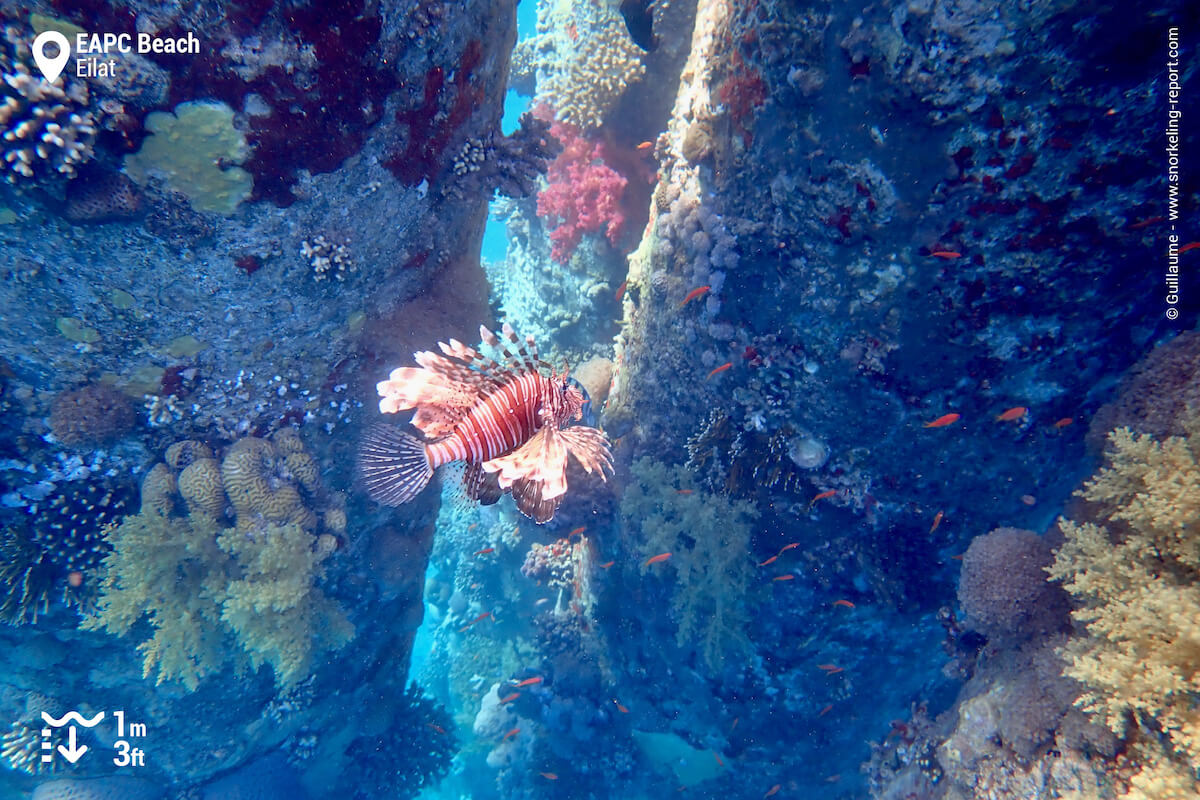 Lionfish at EAPC Beach pillars