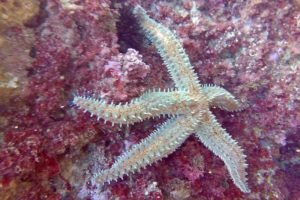 Marthasterias glacialis