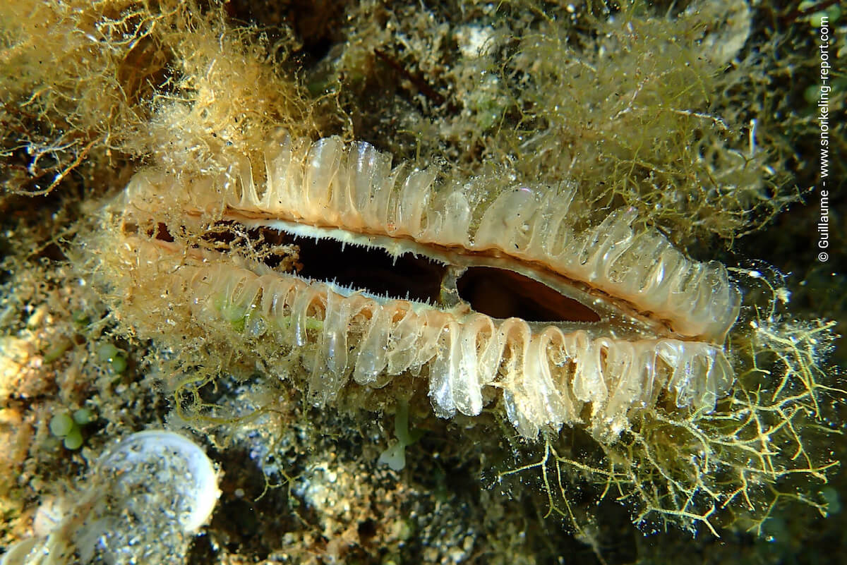 Noble pen in Plage de la Madrague