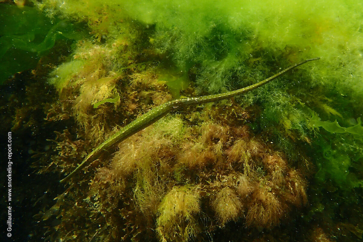 Pipefish in Etang de Thau