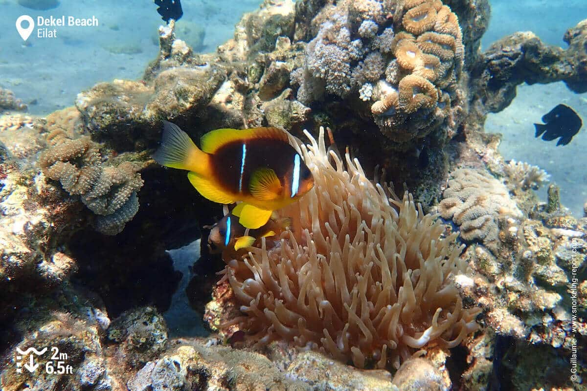 Red Sea anemonefish at Dekel Beach.