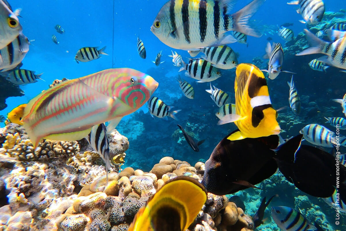 Reef fish in Ras Katy, Sharm el-Sheikh