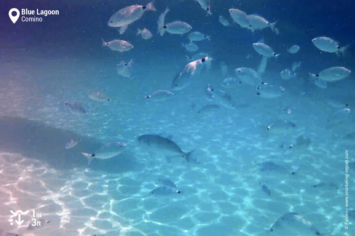 School of saddled seabream in Comino's Blue Lagoon