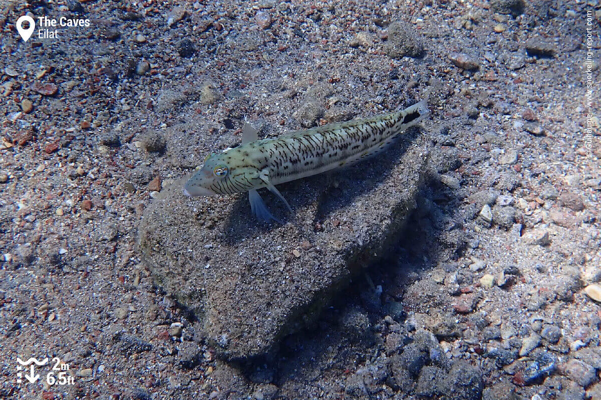 Sandperch at The Caves, Eilat