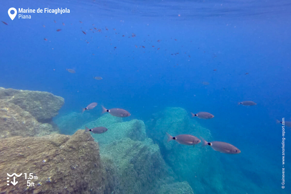 School of saddled seabream in Ficaghjola