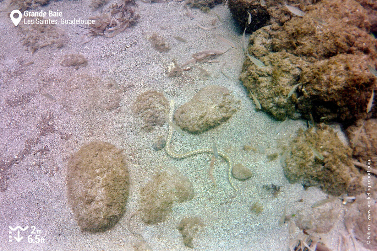 Sharptail eel in Grande Baie