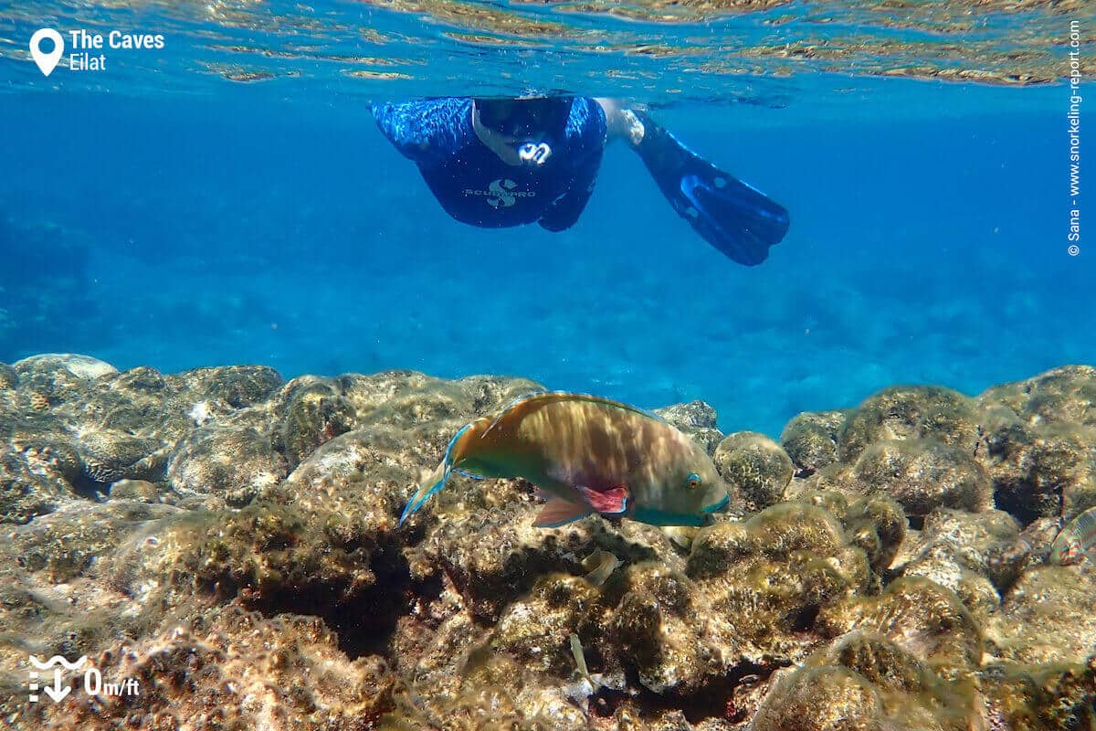 Snorkeler observing a parrotfish at The Caves, Eilat