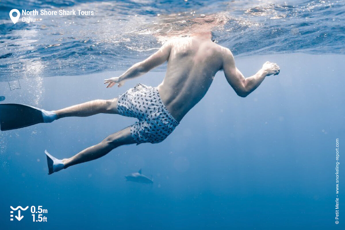 Snorkeler swimming with a shark on Oahu North Shore