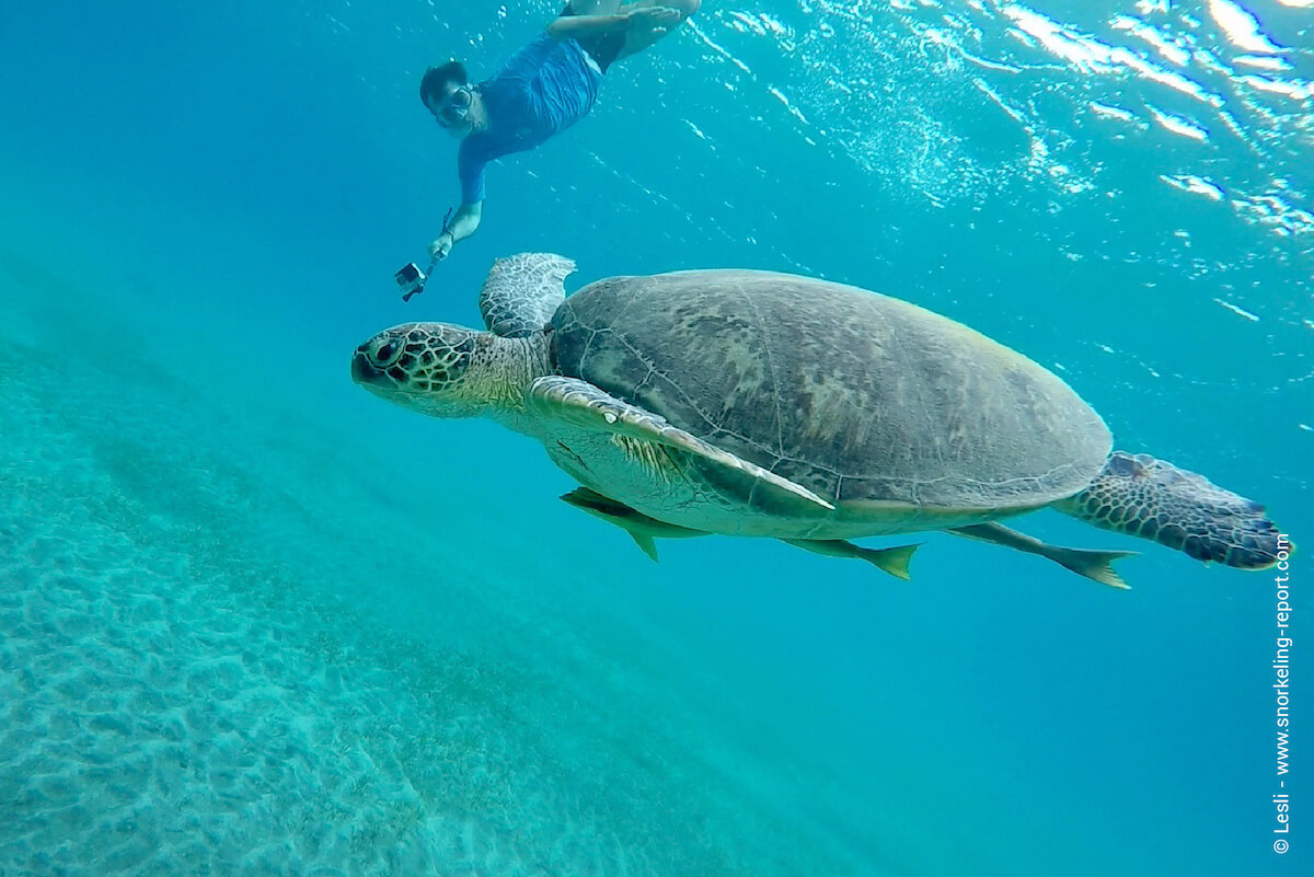 Snorkeler with a sea turtle in Abu Dabbab