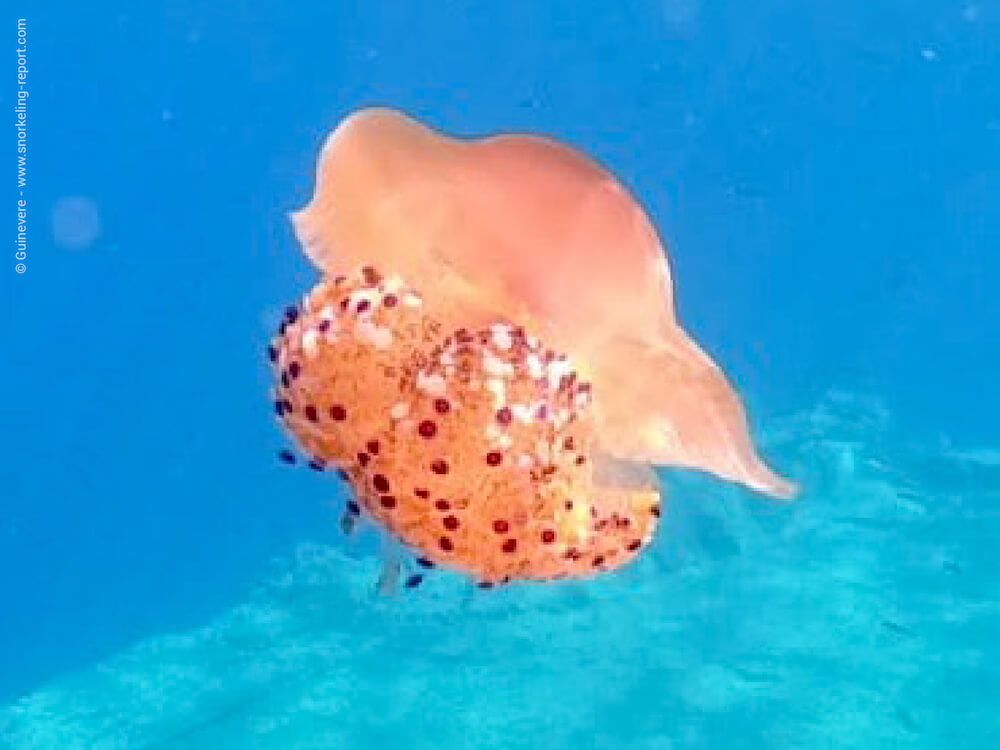 Snorkeling Marine de Ficaghjola, Piana