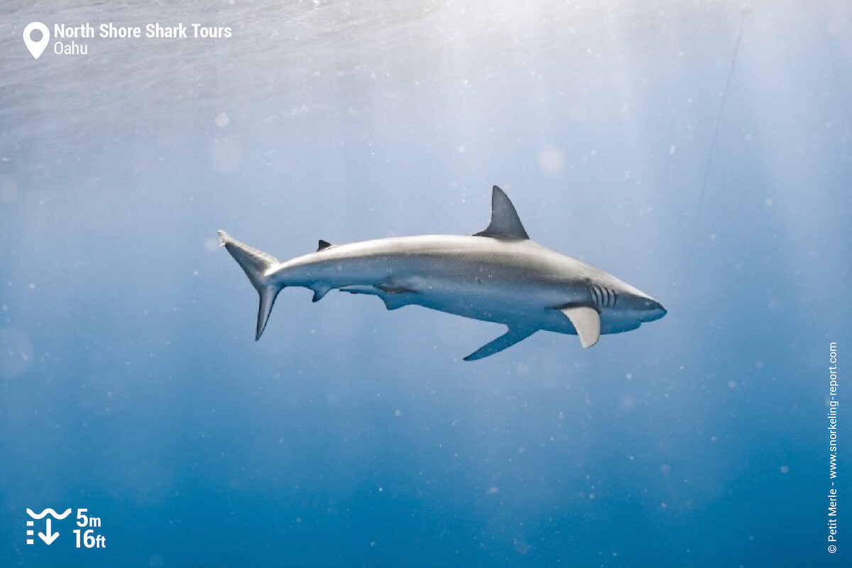 Galapagos shark in Oahu