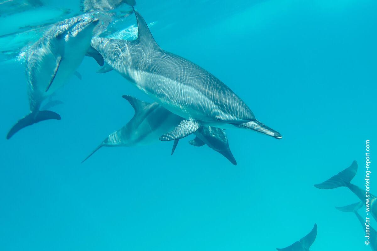 Spinner dolphins at Sataya Reef