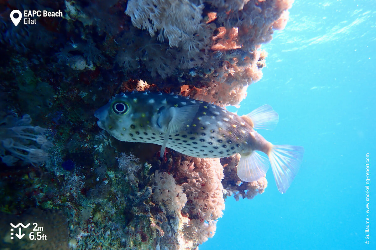 Spotted burrfish at EAPC Beach