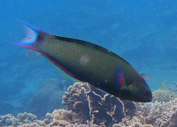 Thalassoma lunare